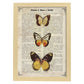 Poster de Mariposas Pieris 2. Láminas de mariposas. Decoración de mariposas y polillas.-Artwork-Nacnic-A4-Marco Madera clara-Nacnic Estudio SL