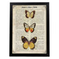 Poster de Mariposas Pieris 2. Láminas de mariposas. Decoración de mariposas y polillas.-Artwork-Nacnic-A4-Marco Negro-Nacnic Estudio SL
