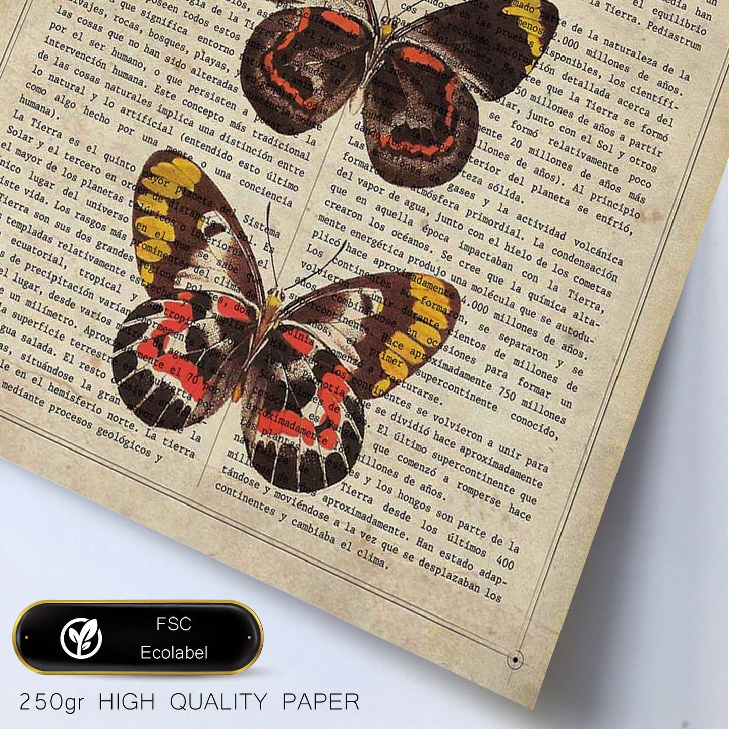 Poster de Mariposas Pieris. Láminas de mariposas. Decoración de mariposas y polillas.-Artwork-Nacnic-Nacnic Estudio SL