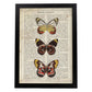 Poster de Mariposas Pieris. Láminas de mariposas. Decoración de mariposas y polillas.-Artwork-Nacnic-A3-Marco Negro-Nacnic Estudio SL