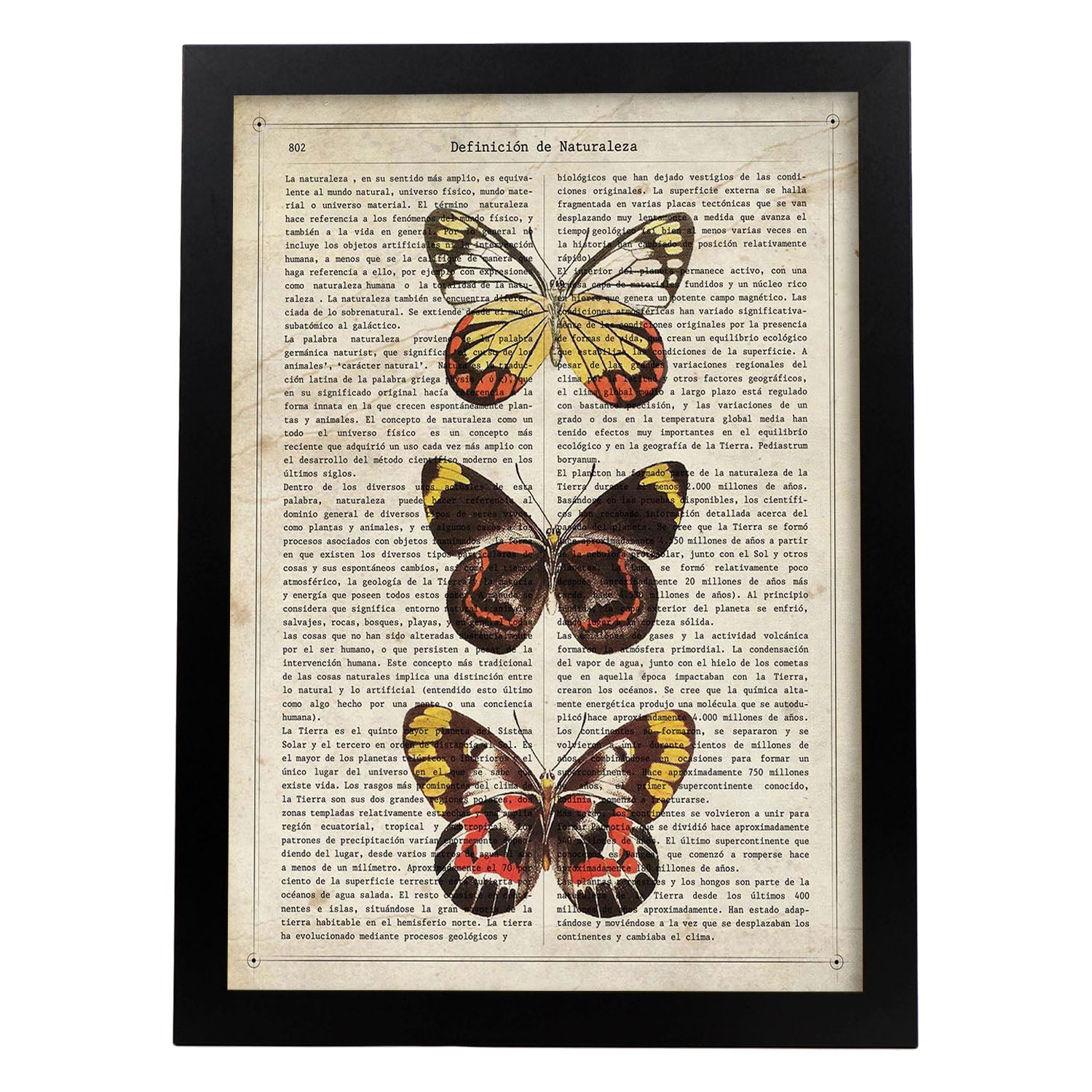 Poster de Mariposas Pieris. Láminas de mariposas. Decoración de mariposas y polillas.-Artwork-Nacnic-A3-Marco Negro-Nacnic Estudio SL