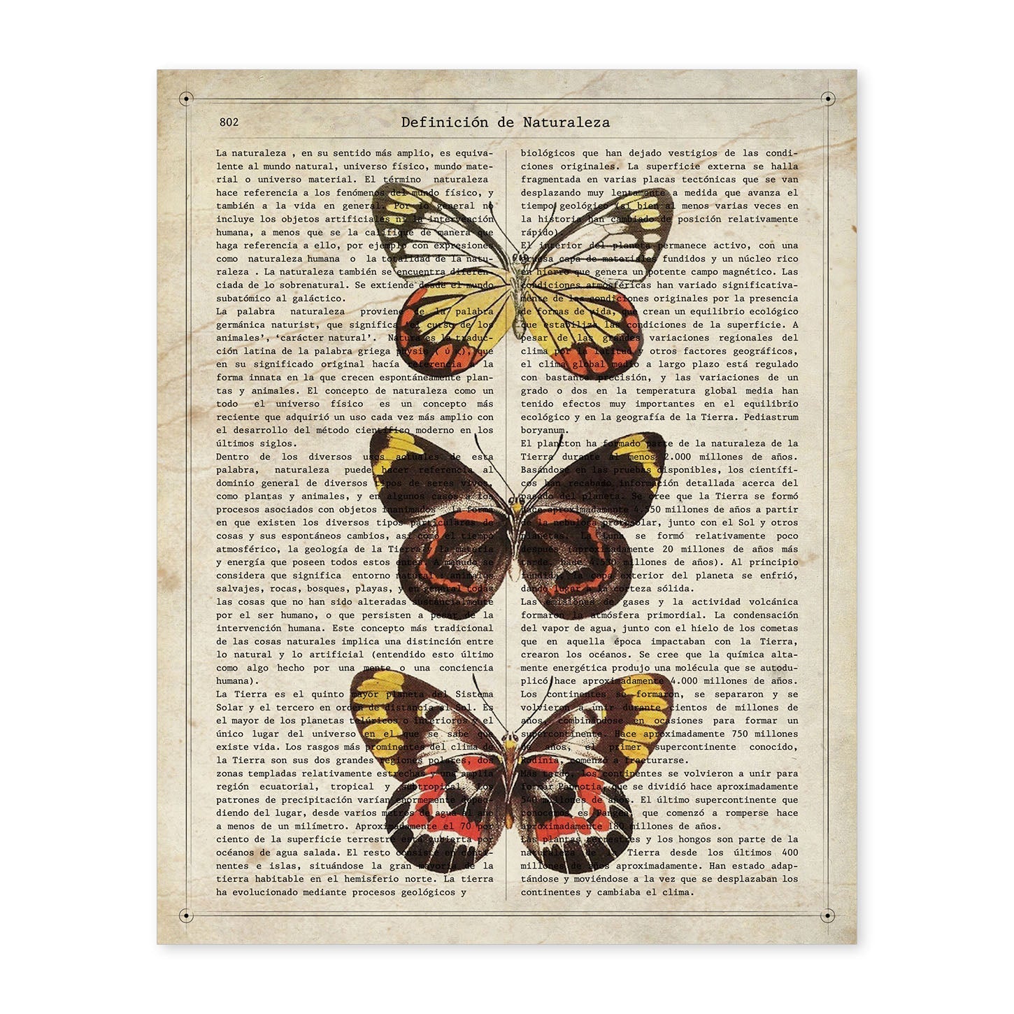 Poster de Mariposas Pieris. Láminas de mariposas. Decoración de mariposas y polillas.-Artwork-Nacnic-A4-Sin marco-Nacnic Estudio SL