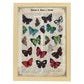 Poster de Mariposas. Láminas de mariposas. Decoración de mariposas y polillas.-Artwork-Nacnic-A4-Marco Madera clara-Nacnic Estudio SL
