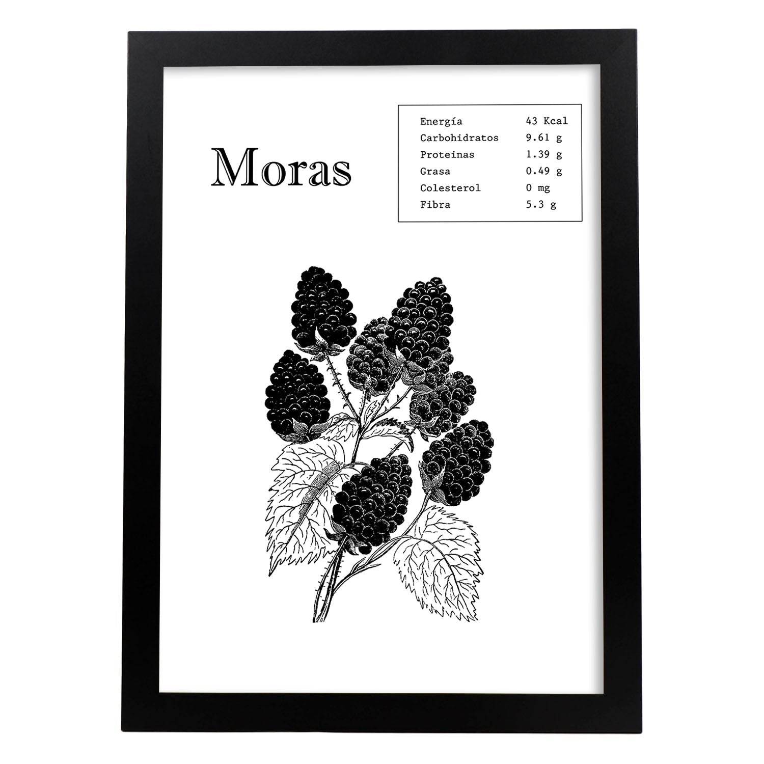 Poster de Moras. Láminas de frutas y verduras.-Artwork-Nacnic-A3-Marco Negro-Nacnic Estudio SL