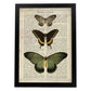 Poster de Papilio zalmoxis. Láminas de mariposas. Decoración de mariposas y polillas.-Artwork-Nacnic-A4-Marco Negro-Nacnic Estudio SL