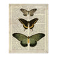 Poster de Papilio zalmoxis. Láminas de mariposas. Decoración de mariposas y polillas.-Artwork-Nacnic-A4-Sin marco-Nacnic Estudio SL