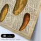 Poster de Patatas y boniatos. Láminas de frutas y verduras con definiciones. Ilustraciones de alimentacion vegetariana.-Artwork-Nacnic-Nacnic Estudio SL