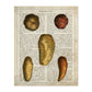 Poster de Patatas y boniatos. Láminas de frutas y verduras con definiciones. Ilustraciones de alimentacion vegetariana.-Artwork-Nacnic-A4-Sin marco-Nacnic Estudio SL