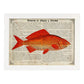 Poster de peces marinos. Lámina de Carpa con definicion. Diseño de peces marinos con definiciones.-Artwork-Nacnic-A3-Marco Blanco-Nacnic Estudio SL