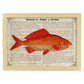 Poster de peces marinos. Lámina de Carpa con definicion. Diseño de peces marinos con definiciones.-Artwork-Nacnic-A3-Marco Madera clara-Nacnic Estudio SL