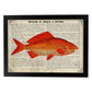 Poster de peces marinos. Lámina de Carpa con definicion. Diseño de peces marinos con definiciones.-Artwork-Nacnic-A4-Marco Negro-Nacnic Estudio SL