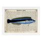 Poster de peces marinos. Lámina de Petroscirtes con definicion. Diseño de peces marinos con definiciones.-Artwork-Nacnic-A3-Marco Blanco-Nacnic Estudio SL