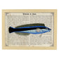 Poster de peces marinos. Lámina de Petroscirtes con definicion. Diseño de peces marinos con definiciones.-Artwork-Nacnic-A3-Marco Madera clara-Nacnic Estudio SL