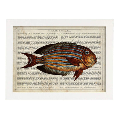 Poster de peces marinos. Lámina de Pez cirujano con definicion. Diseño de peces marinos con definiciones.-Artwork-Nacnic-A4-Marco Blanco-Nacnic Estudio SL
