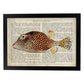 Poster de peces marinos. Lámina de Pez cofre con definicion. Diseño de peces marinos con definiciones.-Artwork-Nacnic-A3-Marco Negro-Nacnic Estudio SL