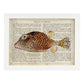 Poster de peces marinos. Lámina de Pez cofre con definicion. Diseño de peces marinos con definiciones.-Artwork-Nacnic-A4-Marco Blanco-Nacnic Estudio SL