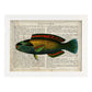 Poster de peces marinos. Lámina de Pez loro con definicion. Diseño de peces marinos con definiciones.-Artwork-Nacnic-A3-Marco Blanco-Nacnic Estudio SL