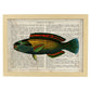 Poster de peces marinos. Lámina de Pez loro con definicion. Diseño de peces marinos con definiciones.-Artwork-Nacnic-A3-Marco Madera clara-Nacnic Estudio SL