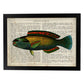 Poster de peces marinos. Lámina de Pez loro con definicion. Diseño de peces marinos con definiciones.-Artwork-Nacnic-A3-Marco Negro-Nacnic Estudio SL