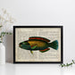 Poster de peces marinos. Lámina de Pez loro con definicion. Diseño de peces marinos con definiciones.-Artwork-Nacnic-Nacnic Estudio SL