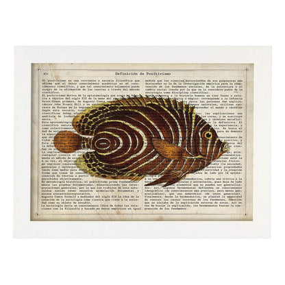 Poster de peces marinos. Lámina de Pez mariposa con definicion. Diseño de peces marinos con definiciones.-Artwork-Nacnic-A4-Marco Blanco-Nacnic Estudio SL