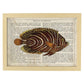 Poster de peces marinos. Lámina de Pez mariposa con definicion. Diseño de peces marinos con definiciones.-Artwork-Nacnic-A4-Marco Madera clara-Nacnic Estudio SL