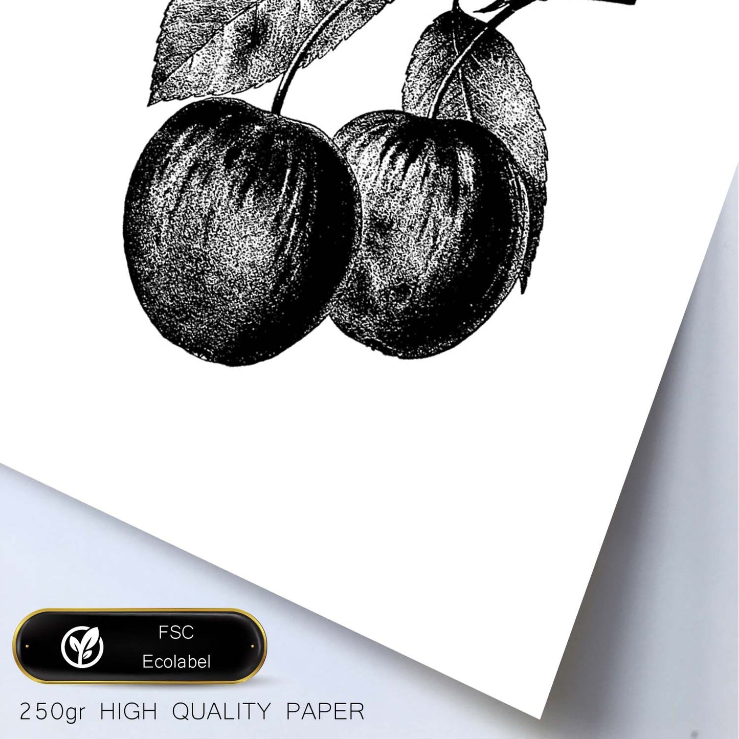 Poster de Plum. Láminas de frutas y verduras en inglés.-Artwork-Nacnic-Nacnic Estudio SL