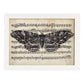 Poster de Polilla morada. Láminas de mariposas. Decoración de mariposas y polillas.-Artwork-Nacnic-A4-Marco Blanco-Nacnic Estudio SL
