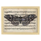 Poster de Polilla morada. Láminas de mariposas. Decoración de mariposas y polillas.-Artwork-Nacnic-A4-Marco Madera clara-Nacnic Estudio SL