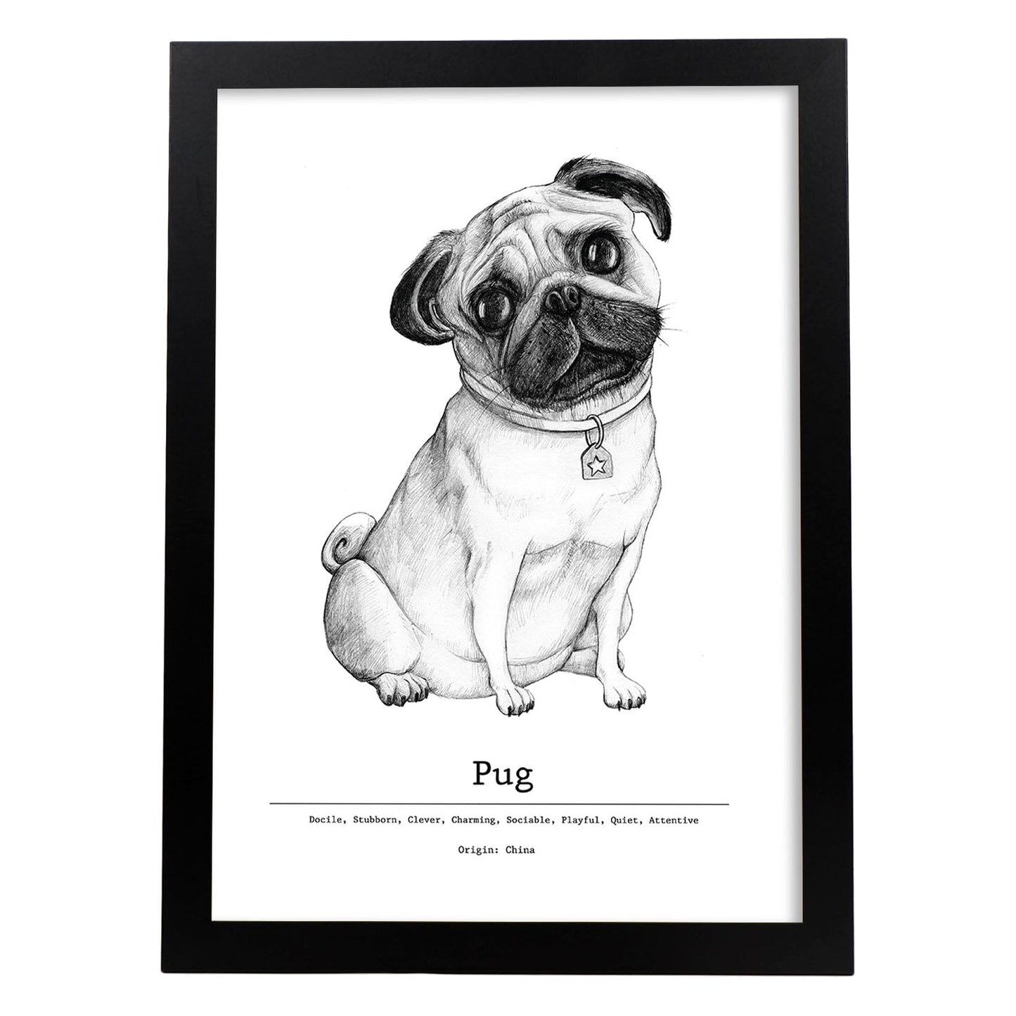 Poster de Pug. Lámina decorativa de perros.-Artwork-Nacnic-A3-Marco Negro-Nacnic Estudio SL