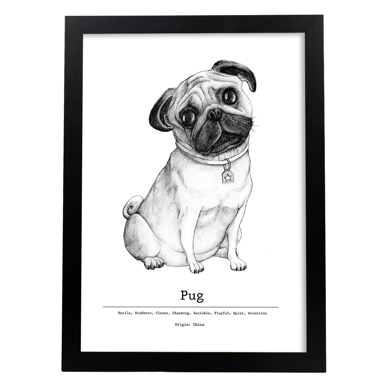 Poster de Pug. Lámina decorativa de perros.-Artwork-Nacnic-A4-Marco Negro-Nacnic Estudio SL