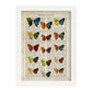 Poster de Quince mariposas. Láminas de mariposas. Decoración de mariposas y polillas.-Artwork-Nacnic-A3-Marco Blanco-Nacnic Estudio SL