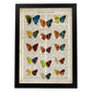 Poster de Quince mariposas. Láminas de mariposas. Decoración de mariposas y polillas.-Artwork-Nacnic-A4-Marco Negro-Nacnic Estudio SL