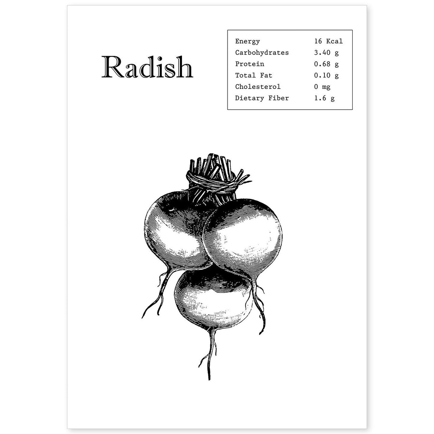 Poster de Radish. Láminas de frutas y verduras en inglés.-Artwork-Nacnic-A4-Sin marco-Nacnic Estudio SL