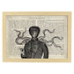 Poster de Rasta Octopus con definición. Láminas de animales con texto y definición. Diseño de interiores basado en animales.-Artwork-Nacnic-A3-Marco Madera clara-Nacnic Estudio SL