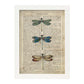 Poster de Tres libÃ©lulas. Láminas de mariposas. Decoración de mariposas y polillas.-Artwork-Nacnic-A3-Marco Blanco-Nacnic Estudio SL