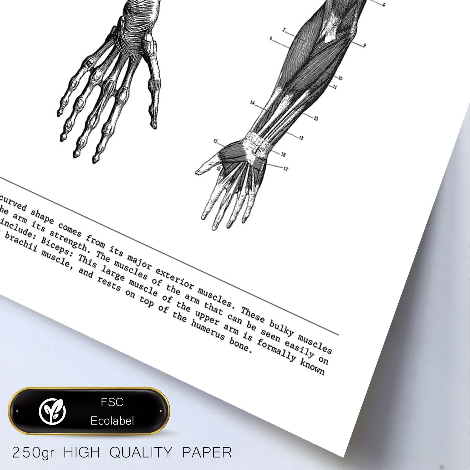 Posters de anatomía en blanco y negro con imágenes del cuerpo humano. Láminas de "Brazo". .-Artwork-Nacnic-Nacnic Estudio SL