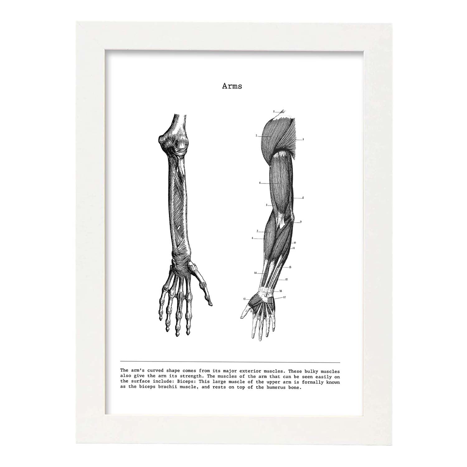 Posters de anatomía en blanco y negro con imágenes del cuerpo humano. Láminas de "Brazo". .-Artwork-Nacnic-A3-Marco Blanco-Nacnic Estudio SL