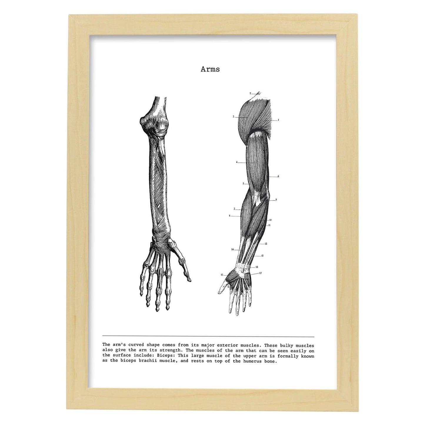 Posters de anatomía en blanco y negro con imágenes del cuerpo humano. Láminas de "Brazo". .-Artwork-Nacnic-A3-Marco Madera clara-Nacnic Estudio SL