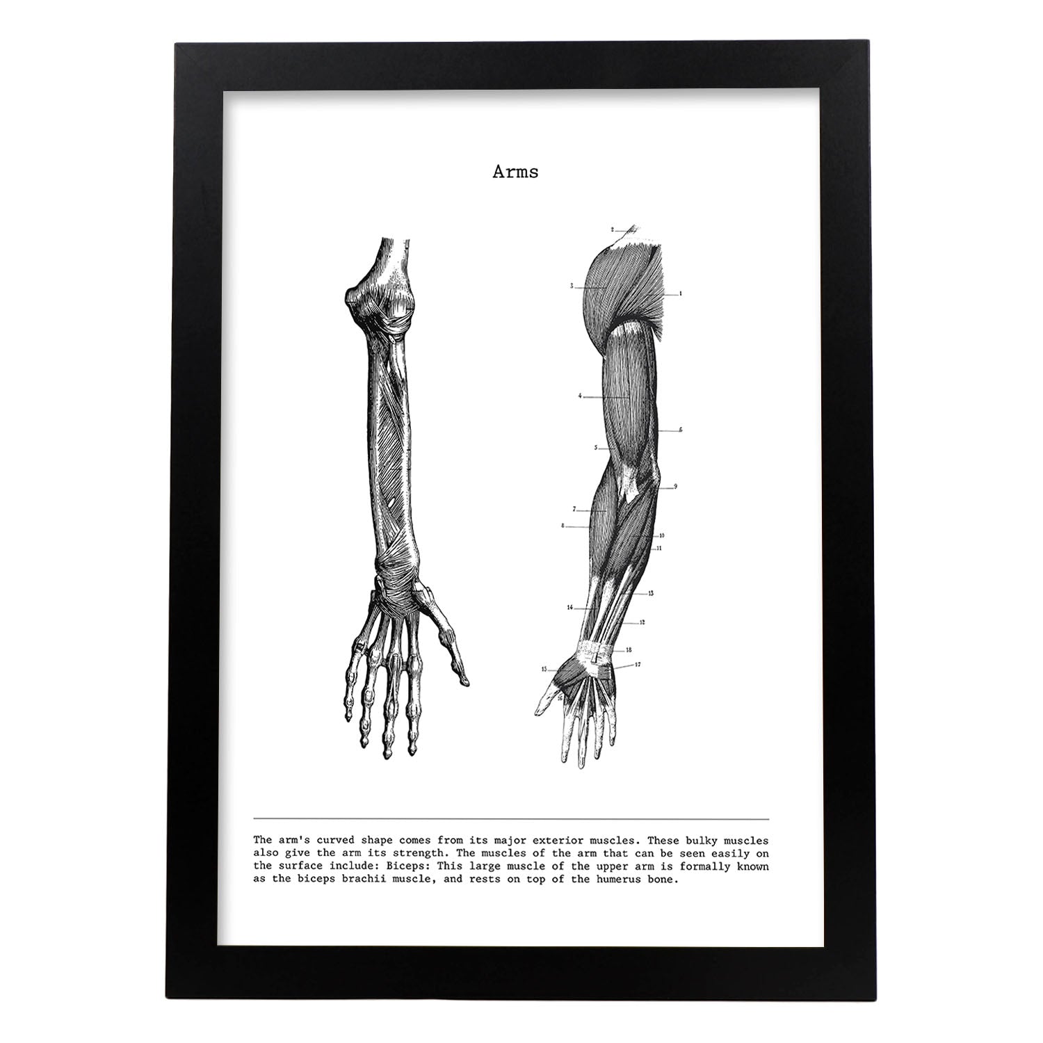 Posters de anatomía en blanco y negro con imágenes del cuerpo humano. Láminas de "Brazo". .-Artwork-Nacnic-A3-Marco Negro-Nacnic Estudio SL