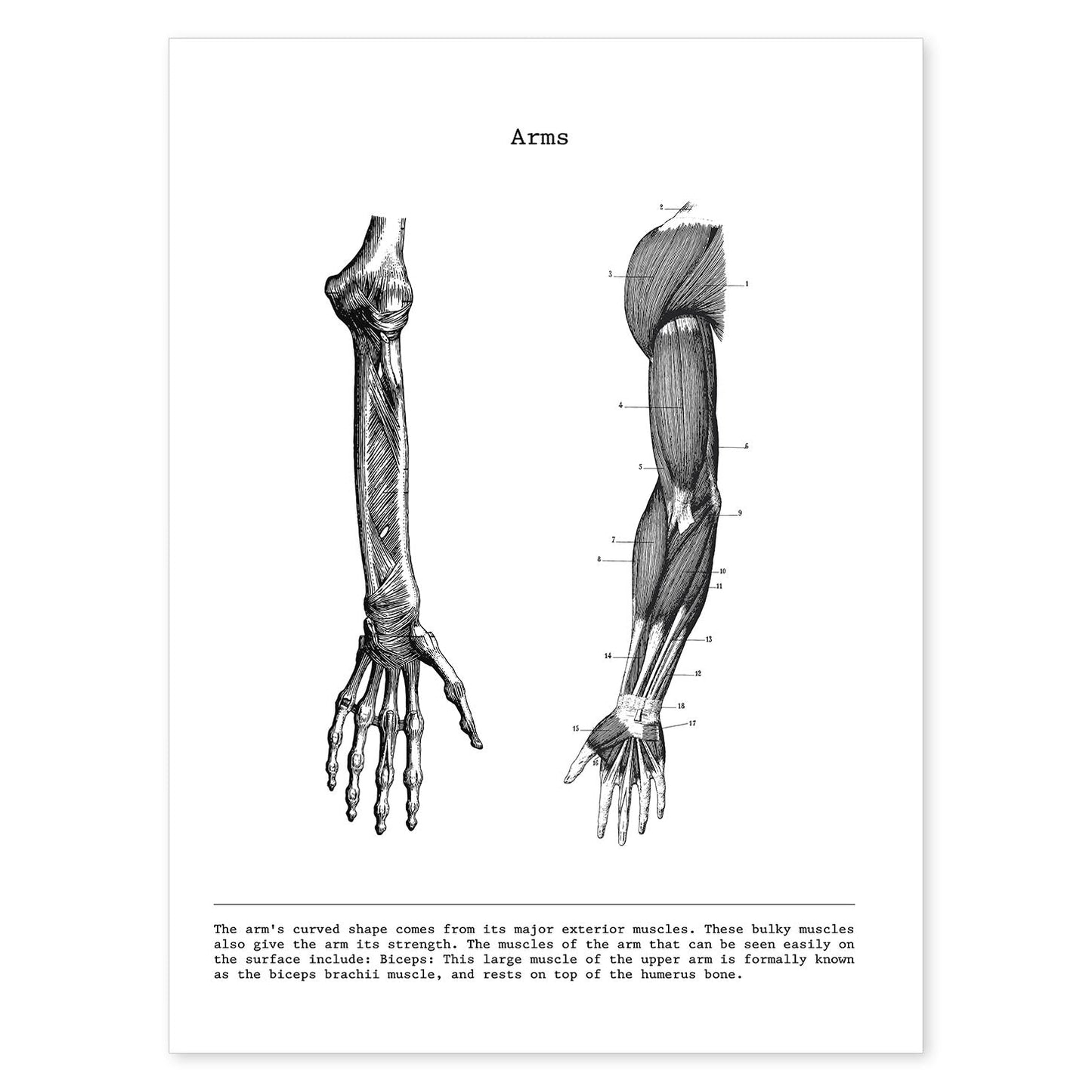 Posters de anatomía en blanco y negro con imágenes del cuerpo humano. Láminas de "Brazo". .-Artwork-Nacnic-A4-Sin marco-Nacnic Estudio SL