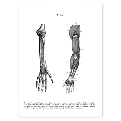 Posters de anatomía en blanco y negro con imágenes del cuerpo humano. Láminas de "Brazo". .-Artwork-Nacnic-A4-Sin marco-Nacnic Estudio SL