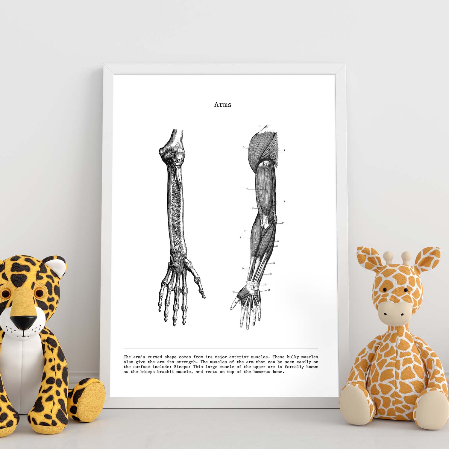 Posters de anatomía en blanco y negro con imágenes del cuerpo humano. Láminas de "Brazo". .-Artwork-Nacnic-Nacnic Estudio SL