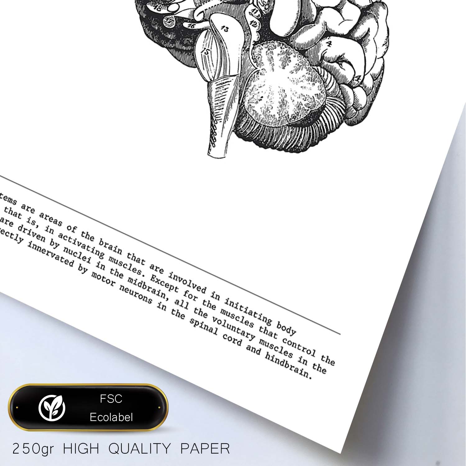 Posters de anatomía en blanco y negro con imágenes del cuerpo humano. Láminas de "Cerebro lateral". .-Artwork-Nacnic-Nacnic Estudio SL