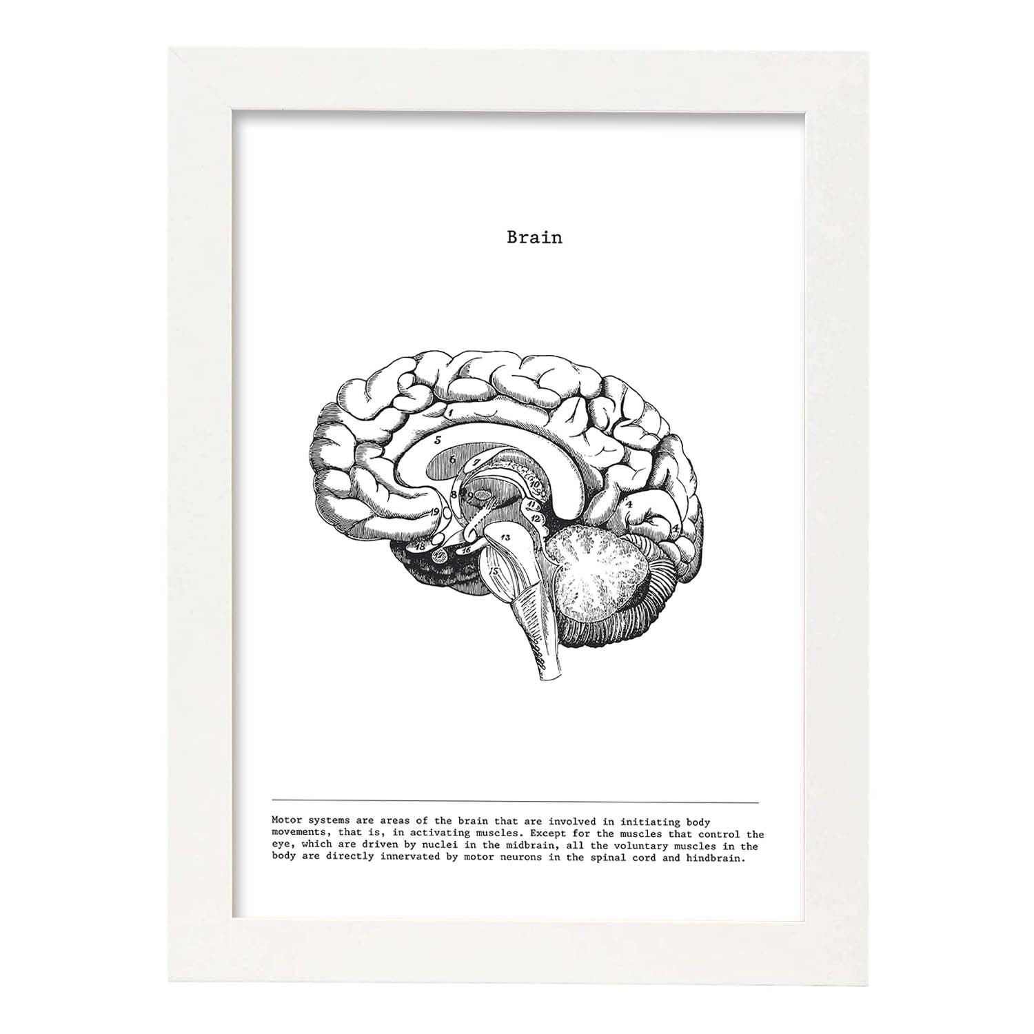 Posters de anatomía en blanco y negro con imágenes del cuerpo humano. Láminas de "Cerebro lateral". .-Artwork-Nacnic-A3-Marco Blanco-Nacnic Estudio SL