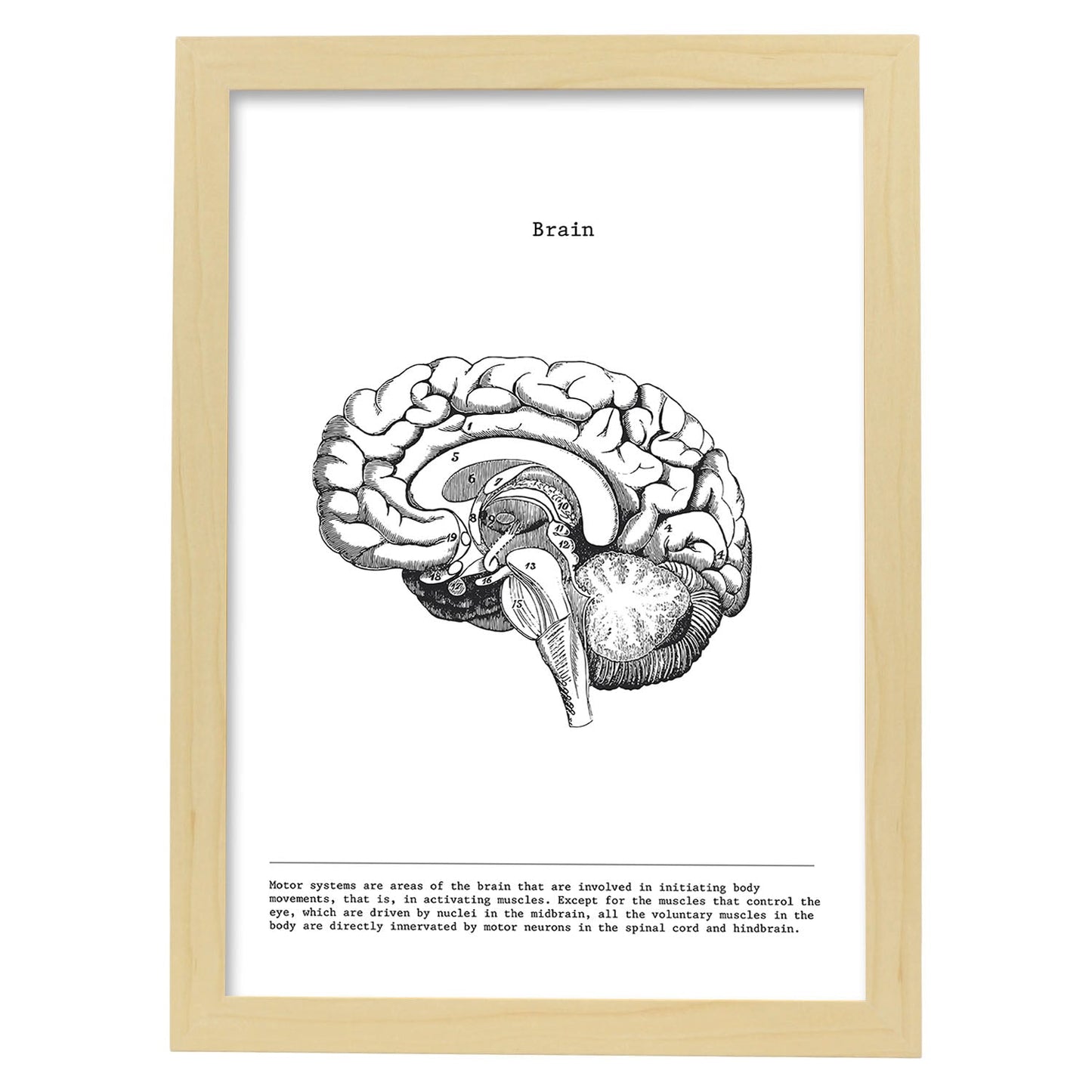 Posters de anatomía en blanco y negro con imágenes del cuerpo humano. Láminas de "Cerebro lateral". .-Artwork-Nacnic-A3-Marco Madera clara-Nacnic Estudio SL