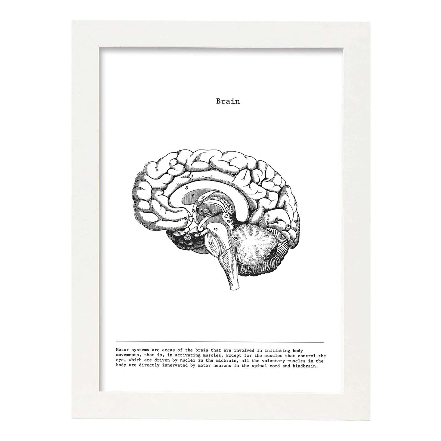 Posters de anatomía en blanco y negro con imágenes del cuerpo humano. Láminas de "Cerebro lateral". .-Artwork-Nacnic-A4-Marco Blanco-Nacnic Estudio SL