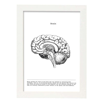 Posters de anatomía en blanco y negro con imágenes del cuerpo humano. Láminas de "Cerebro lateral". .-Artwork-Nacnic-A4-Marco Blanco-Nacnic Estudio SL