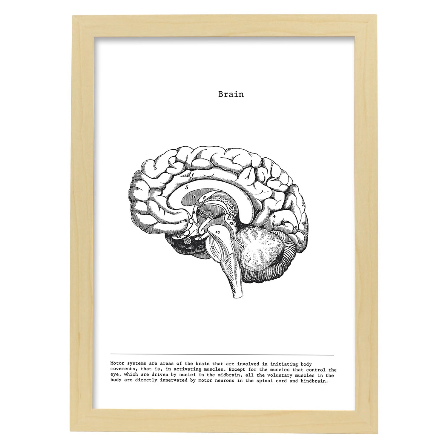 Posters de anatomía en blanco y negro con imágenes del cuerpo humano. Láminas de "Cerebro lateral". .-Artwork-Nacnic-A4-Marco Madera clara-Nacnic Estudio SL
