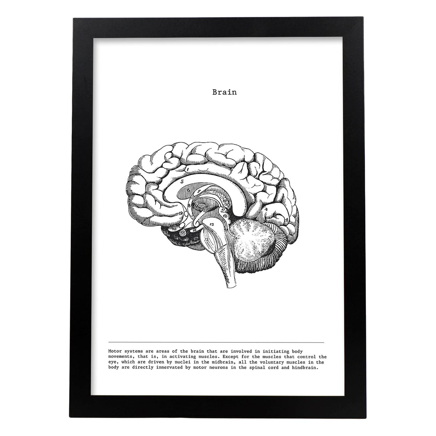 Posters de anatomía en blanco y negro con imágenes del cuerpo humano. Láminas de "Cerebro lateral". .-Artwork-Nacnic-A4-Marco Negro-Nacnic Estudio SL